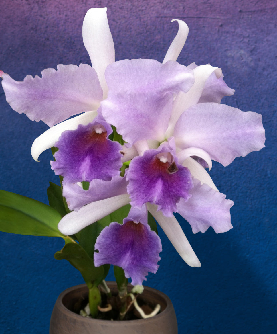 Lc Orchid Mary Elizabeth Bohn ‘Royal Flare’ AM/AOS (Laelia x Cattleya hybrid)