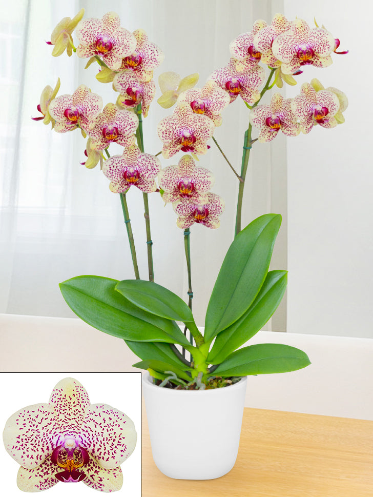 Phalaenopsis Orchid ‘Fancy Freckles’ (Phalaenopsis hybrid)