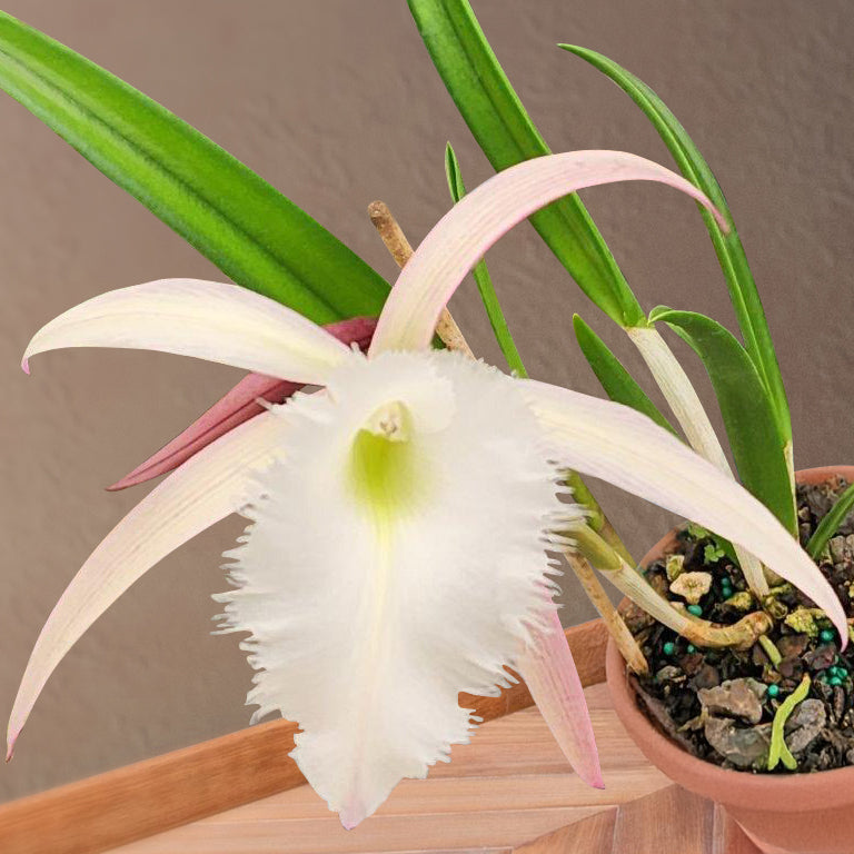 Rcv. Orchid Springwater ‘Almond Joy’