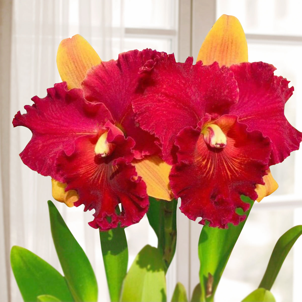 Rlc Orchid Hall of Fame (Rhyncholaeliocattleya hybrid)