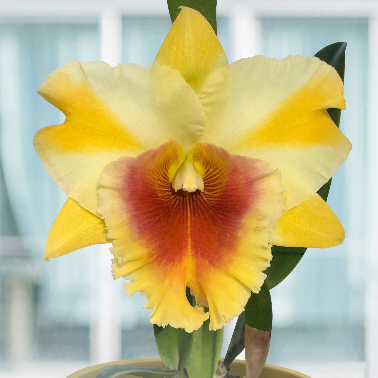 Rlc Orchid Miss Thailand ‘Apasra’ (Rhyncholaeliocattleya hybrid)
