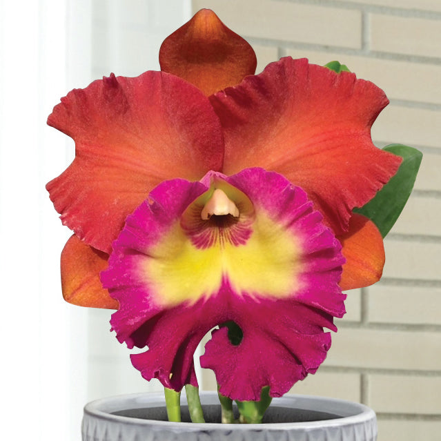 Rlc Orchid Siam City (Rhyncholaeliocattleya hybrid)