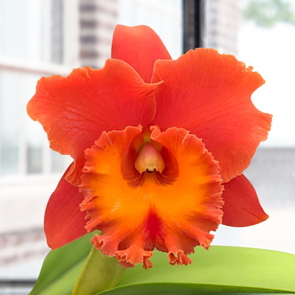 Rlc Orchid Siam Red (Rhyncholaelio cattleya hybrid)