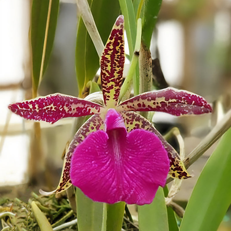 Rby Orchid Spotted Charm ‘Patricia Anne’ (Rhynchobrassoleya hybrid)