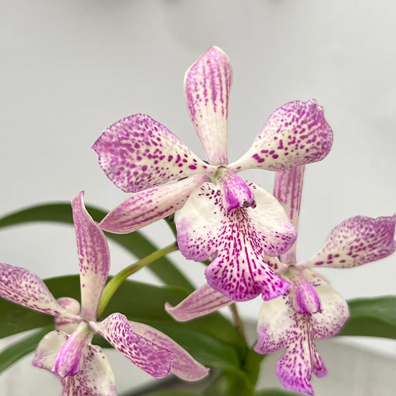Tuckerara Orchid Hilo Adventure ‘Pinkie’
