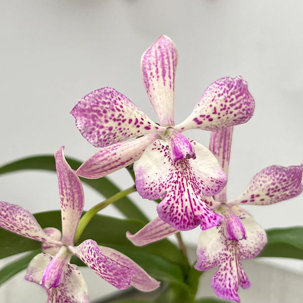 Tuckerara Orchid Hilo Adventure 'Pinkie' For Sale – Logee's Plants