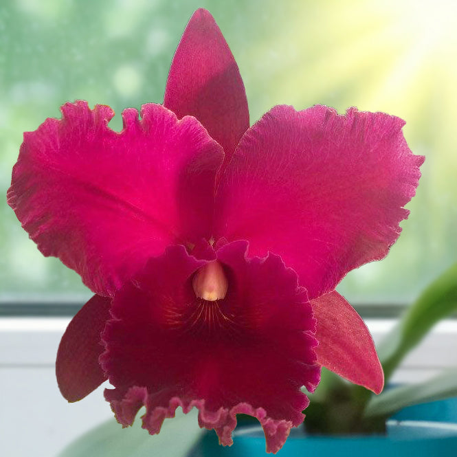 Rlc Orchid Valentine Beauty ‘Love Ya Baby’