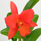 Blc Orchid Dan O’Neil ‘Jubilee’ HCC/AOS (Brassavola x Laelia x Cattleya hybrid)