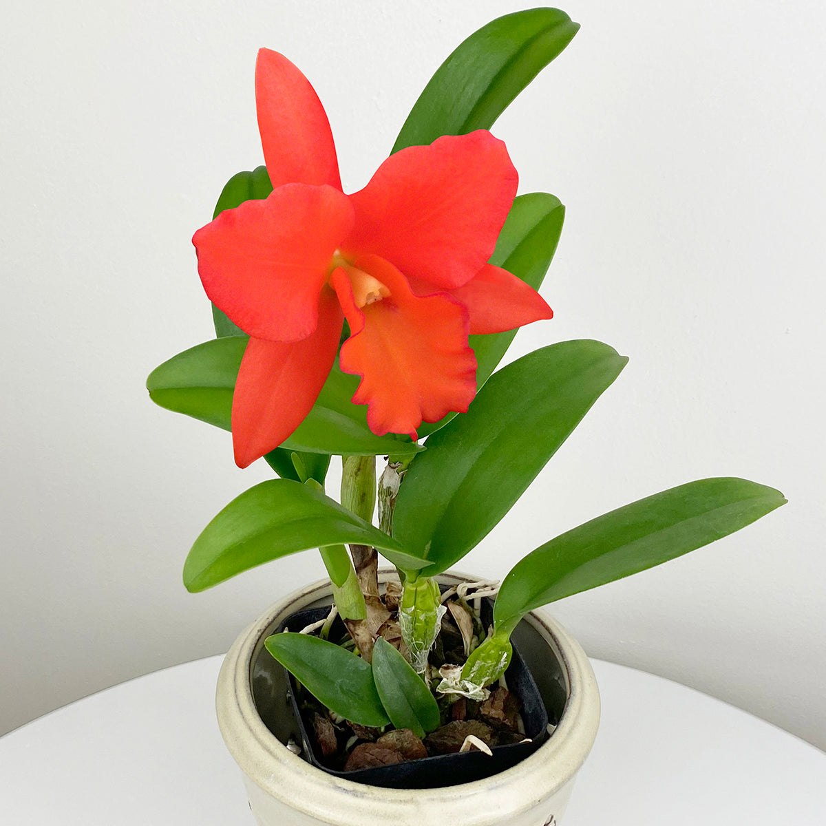 Blc Orchid Dan O’Neil ‘Jubilee’ HCC/AOS (Brassavola x Laelia x Cattleya hybrid)