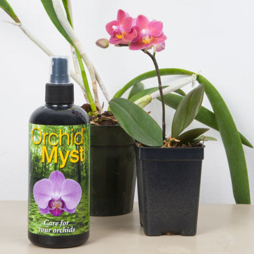 Orchid Myst
