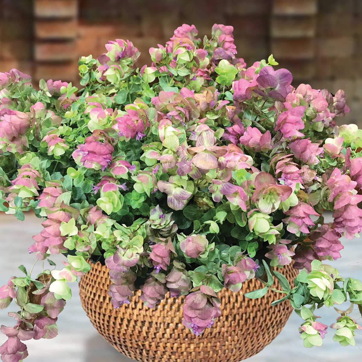 Ornamental Oregano ‘Kirigami’ PVP (Origanum hybrid)