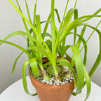 Healing Onion Plant (Ornithogalum caudatum)