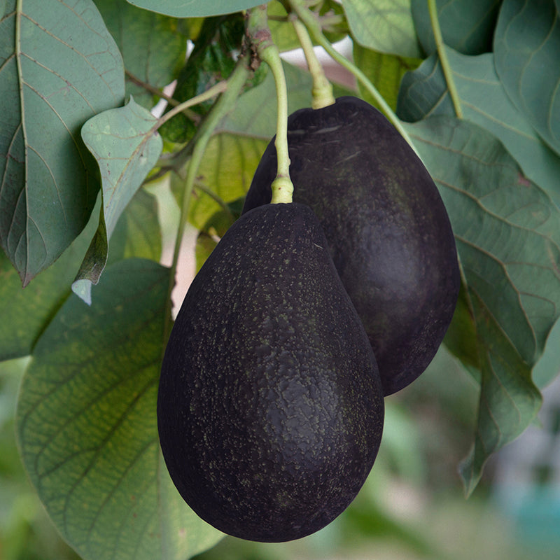 Logee's Avocado Tree