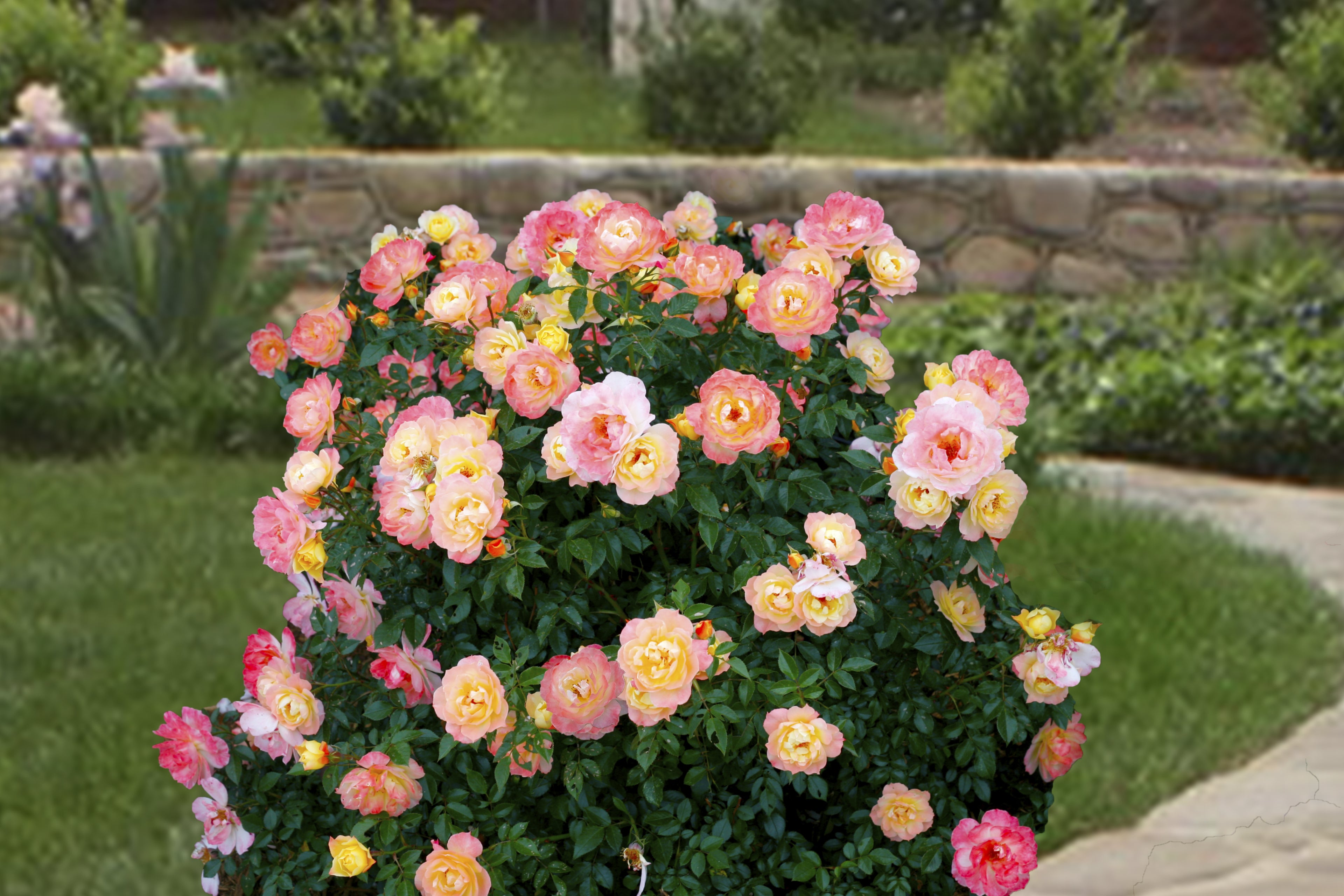 Oso Easy Italian Ice® Rose PP26532 (Rosa hybrid)