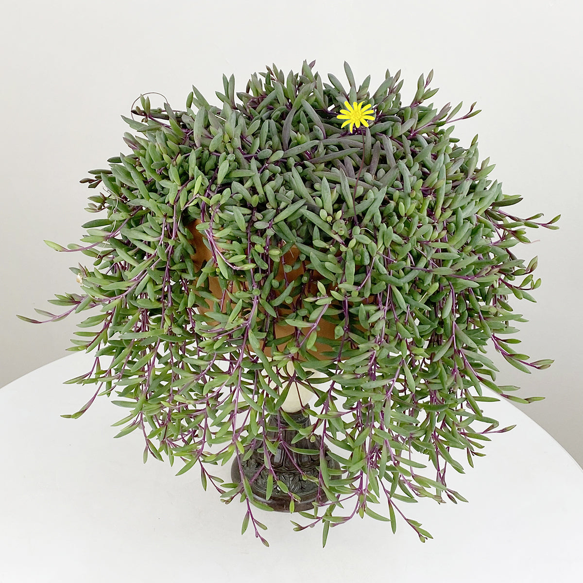 Ruby Necklace (Othonna capensis)