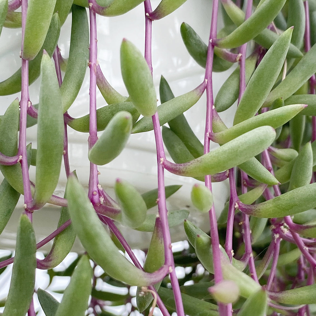 Ruby Necklace (Othonna capensis)