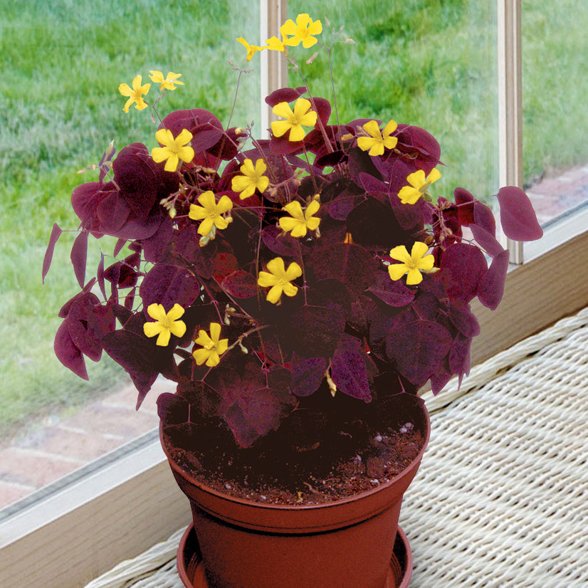 Fire Fern (Oxalis hedysaroides ‘Rubra’)