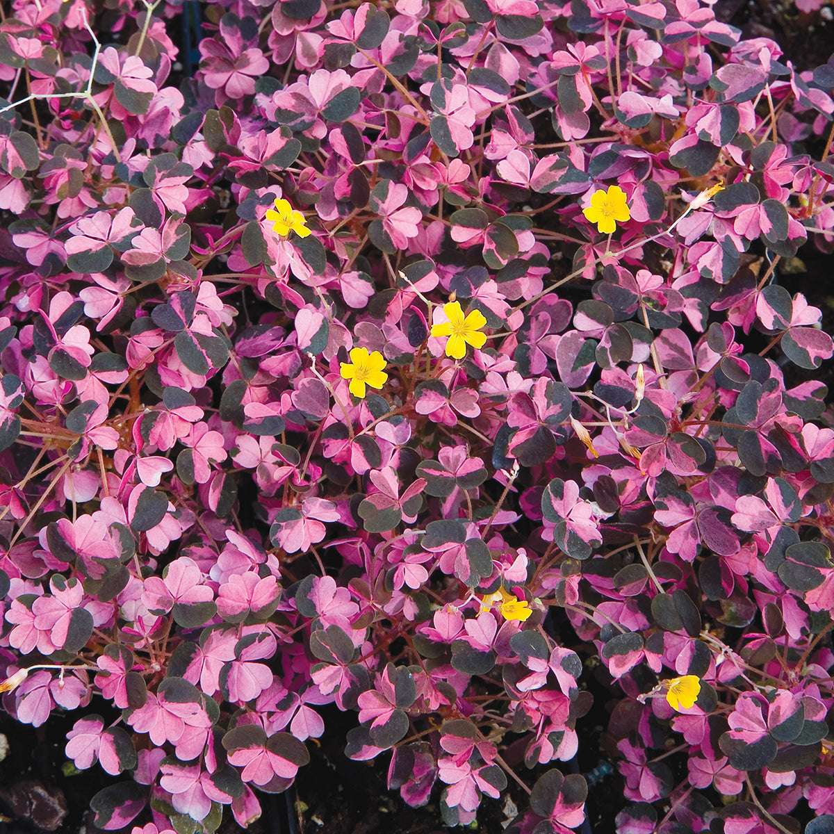 Oxalis ‘Plum Crazy’ (Oxalis hybrid)