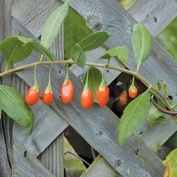 Goji Berry (Lycium barbarum 'Crimson Star')