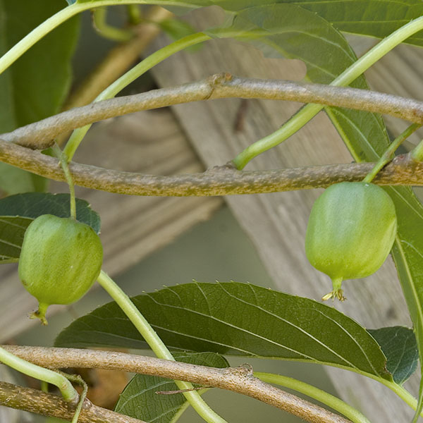 Hardy Kiwi Vine ‘Issai’ (Actinidia arguta)