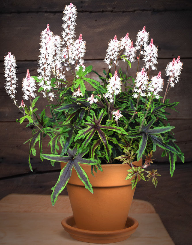 Tiarella ‘Fancy Trails’ PPAF (Tiarella hybrid)