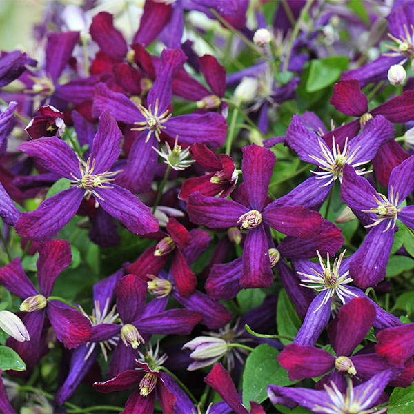 Clematis ‘Sweet Summer Love’ PP (Clematis hybrid)