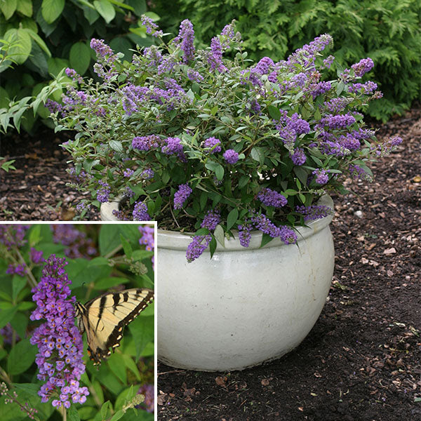 Butterfly Bush Lo & Behold® ‘Blue Chip’ PP (Buddleia hybrid)