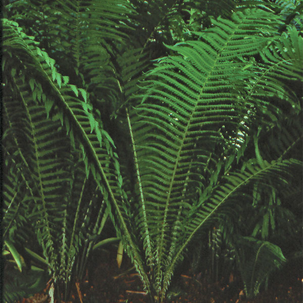 Ostrich Fern ‘The King’ (Matteuccia struthiopteris)