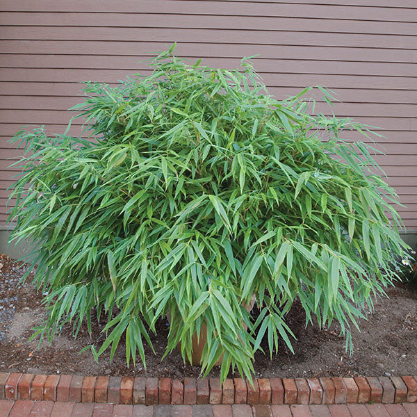 Bamboo 'Sunset Glow' (Fargesia rufa)
