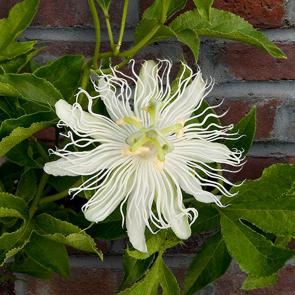 White Maypop Passion Flower (Passiflora incarnata ‘Alba’)