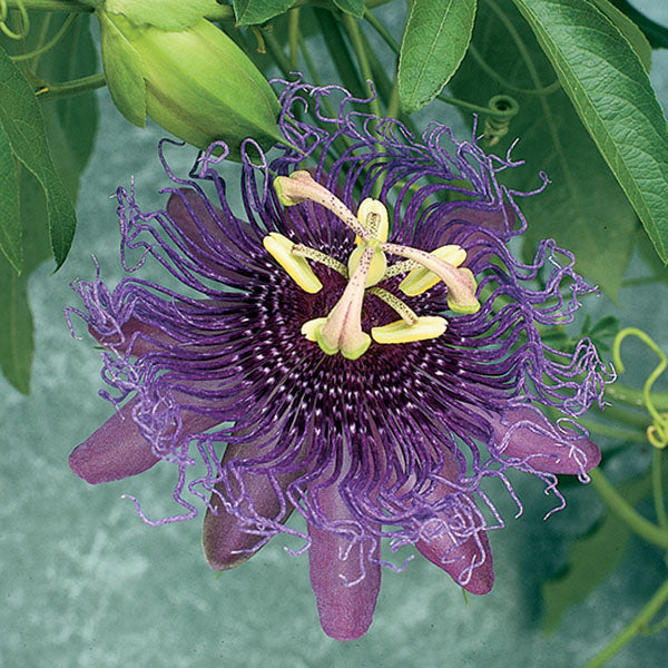Passion Flower ‘Incense’ (Passiflora hybrid)