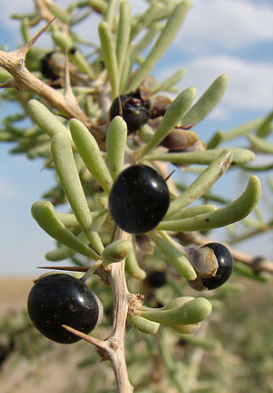 Black Goji (Lycium ruthenicum)