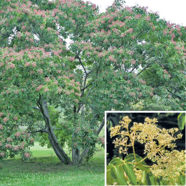 Bee Bee Tree (Tetradium daniellii)
