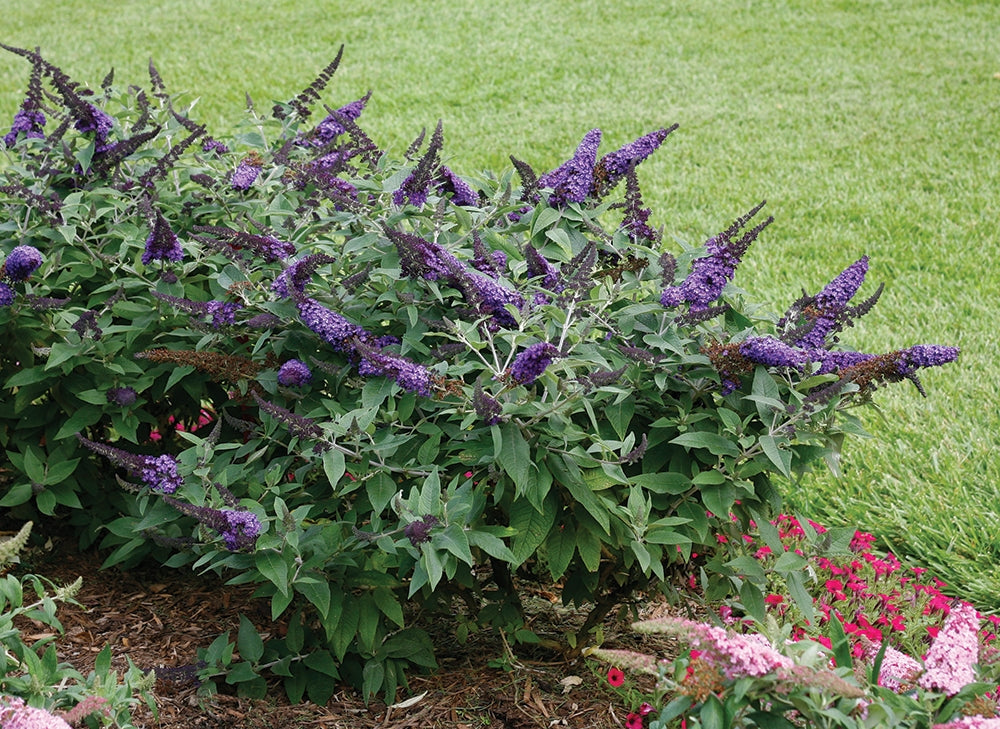 Butterfly Bush Pugster Blue®  (Buddleia hybrid)