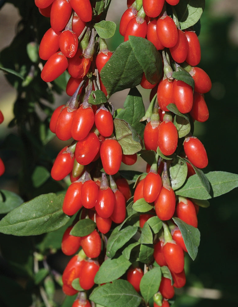 Goji Berry Big Lifeberry® PP (Lycium hybrid)