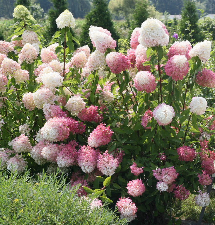 Hydrangea Zinfin Doll® PP (Hydrangea paniculata hybrid)