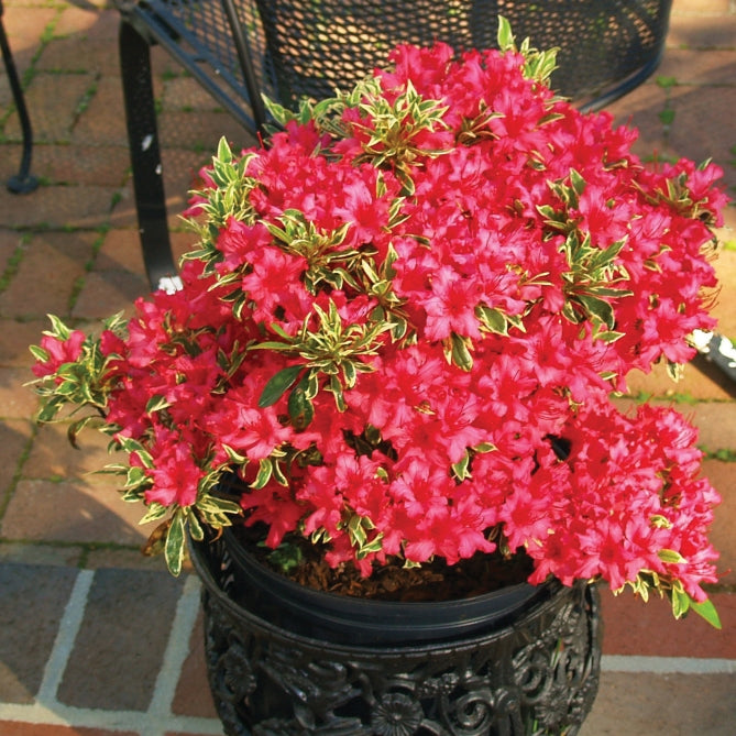 Azalea ‘Bollywood’ PP (Rhododendron hybrid)