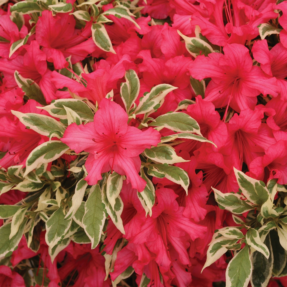Azalea ‘Bollywood’ PP (Rhododendron hybrid)