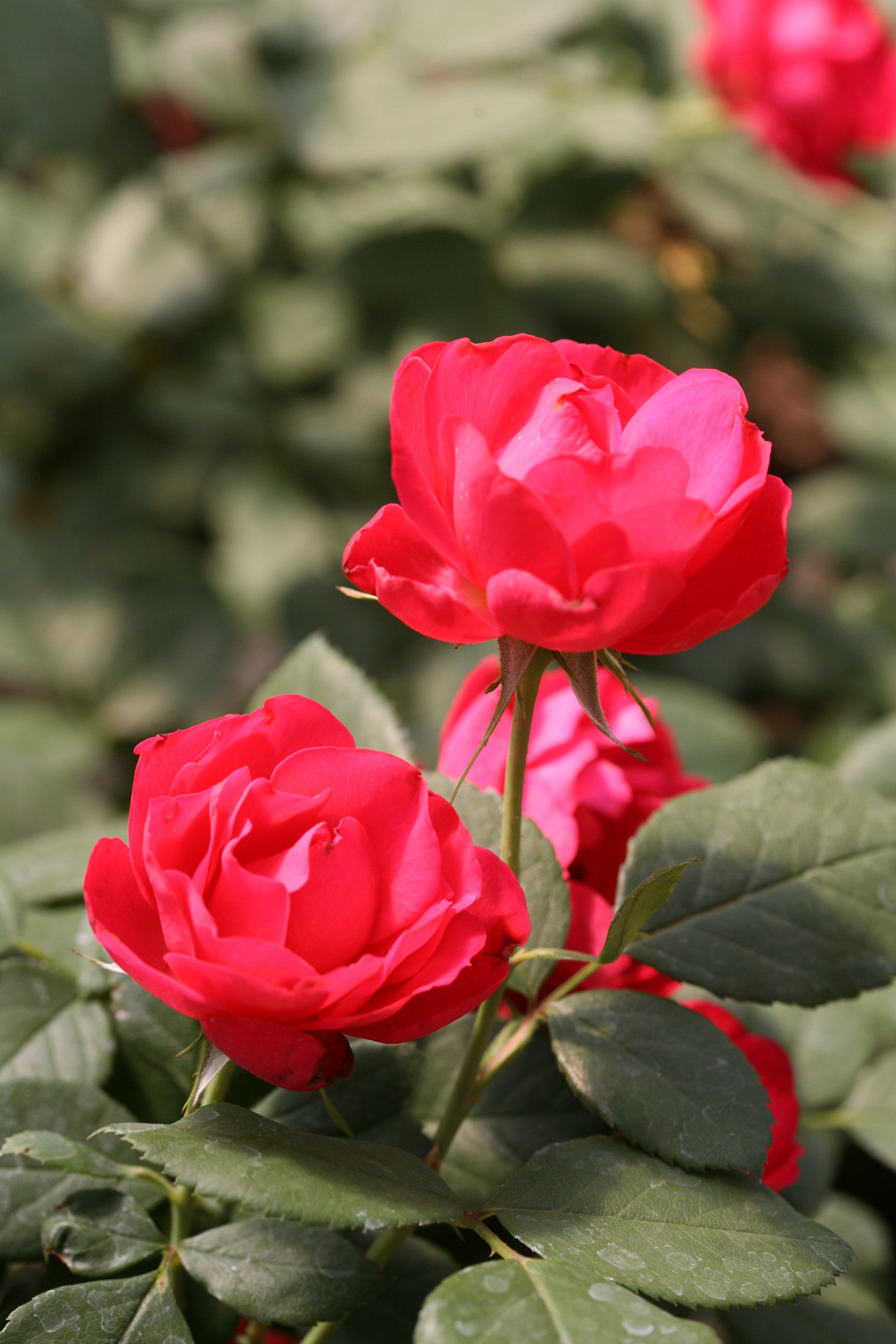 Oso Easy® Rose ‘Double Red’ PP (Rosa hybrid)