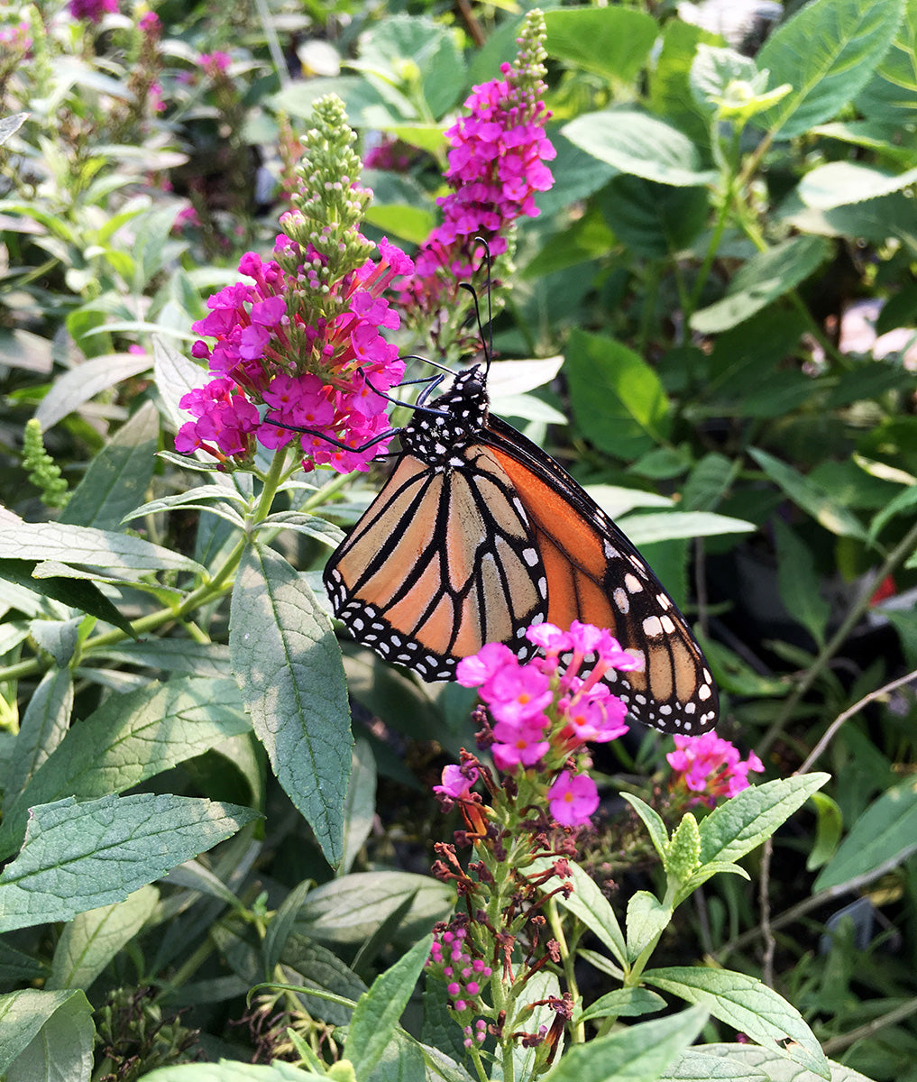Buddleia Buzz® ‘Hot Raspberry’ PPAF (Buddleia hybrid)
