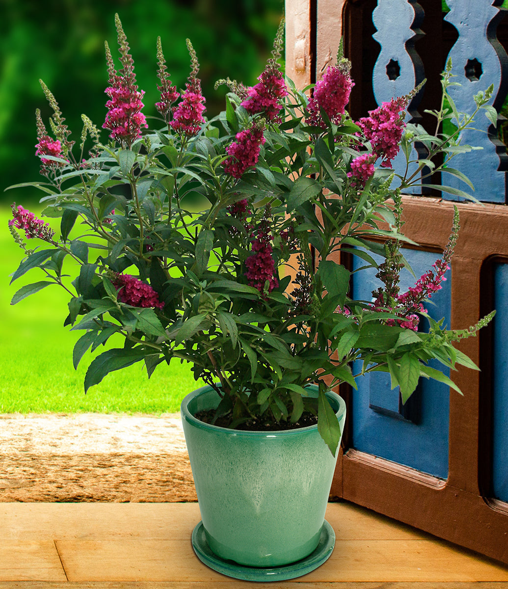 Buddleia Buzz® ‘Hot Raspberry’ PPAF (Buddleia hybrid)