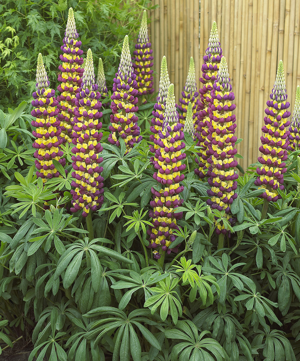 Lupine ‘Manhattan Lights’ PP (Lupinus hybrid)
