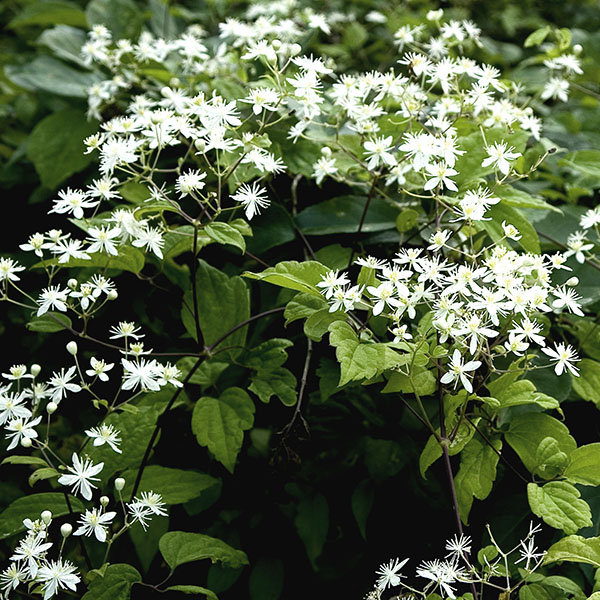 Virgin’s Bower (Clematis virginiana)