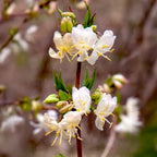 Honeysuckle ‘Winter Beauty’ (Lonicera purpusii)