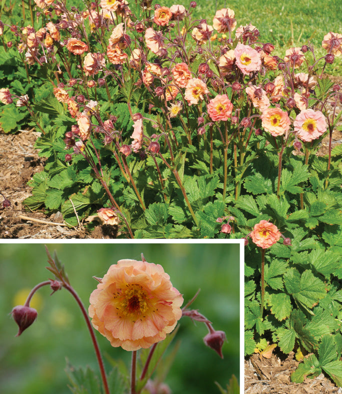 Geum ‘Mai Tai’ PP (Geum hybrid)