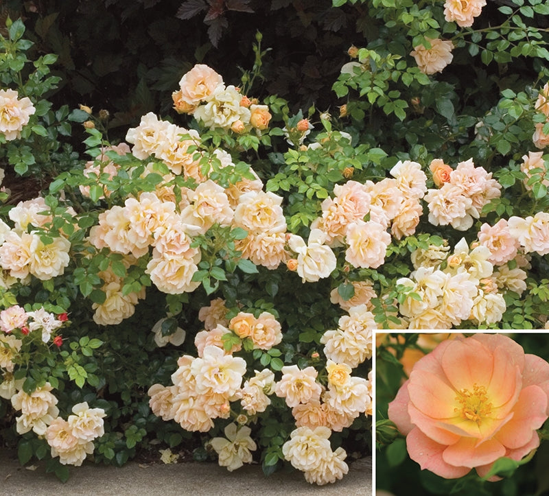 Oso Easy® Rose ‘Peachy Cream’ PP (Rosa hybrid)