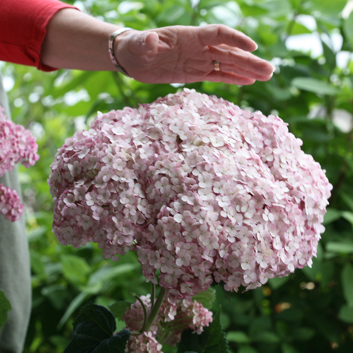 Hydrangea Incrediball™ ‘Blush’ PP (Hydrangea arborescens hybrid)