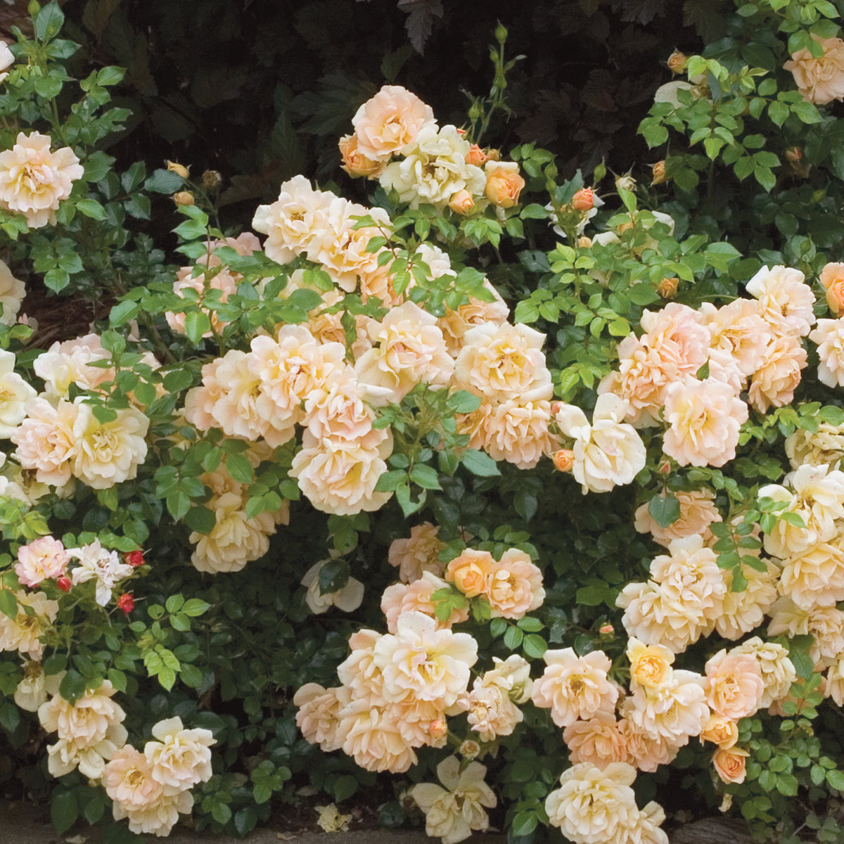 Oso Easy® Rose ‘Peachy Cream’ PP (Rosa hybrid)