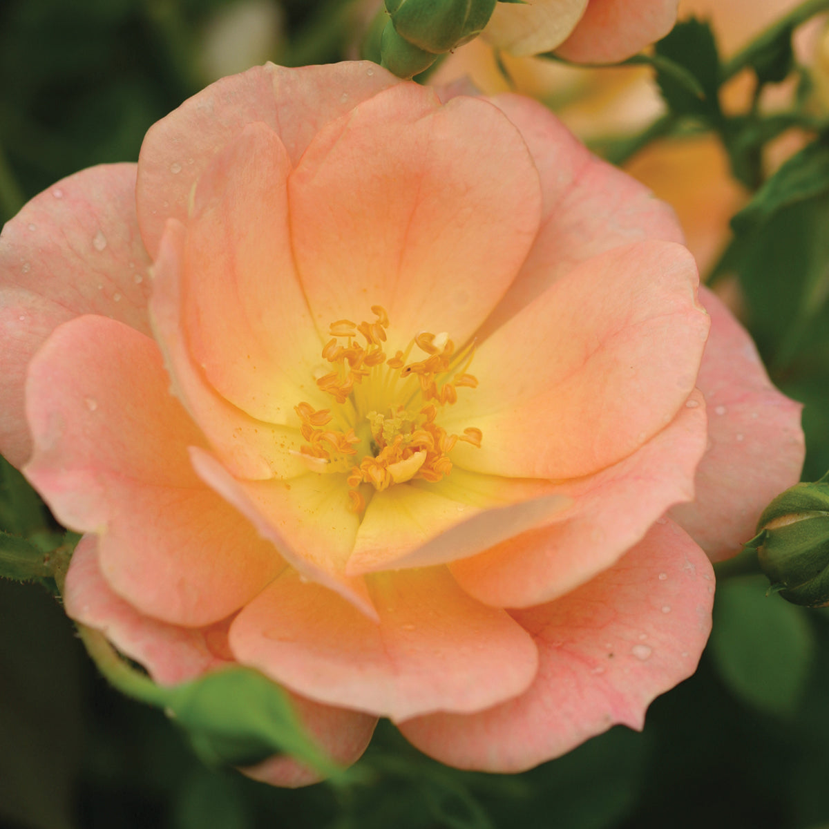 Oso Easy® Rose ‘Peachy Cream’ PP (Rosa hybrid)
