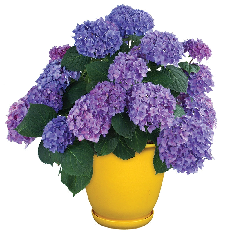 Hydrangea Let’s Dance® ‘Rhythmic Blue’ PP (Hydrangea macrophylla)